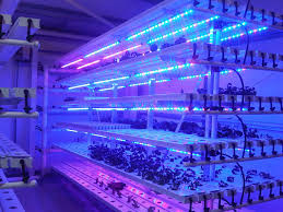온실 T5 LED 형광성 식물은 양상추, 양배추를 위한 빛을 성장합니다